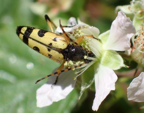 Réf. 262 816 : Rutpela maculata